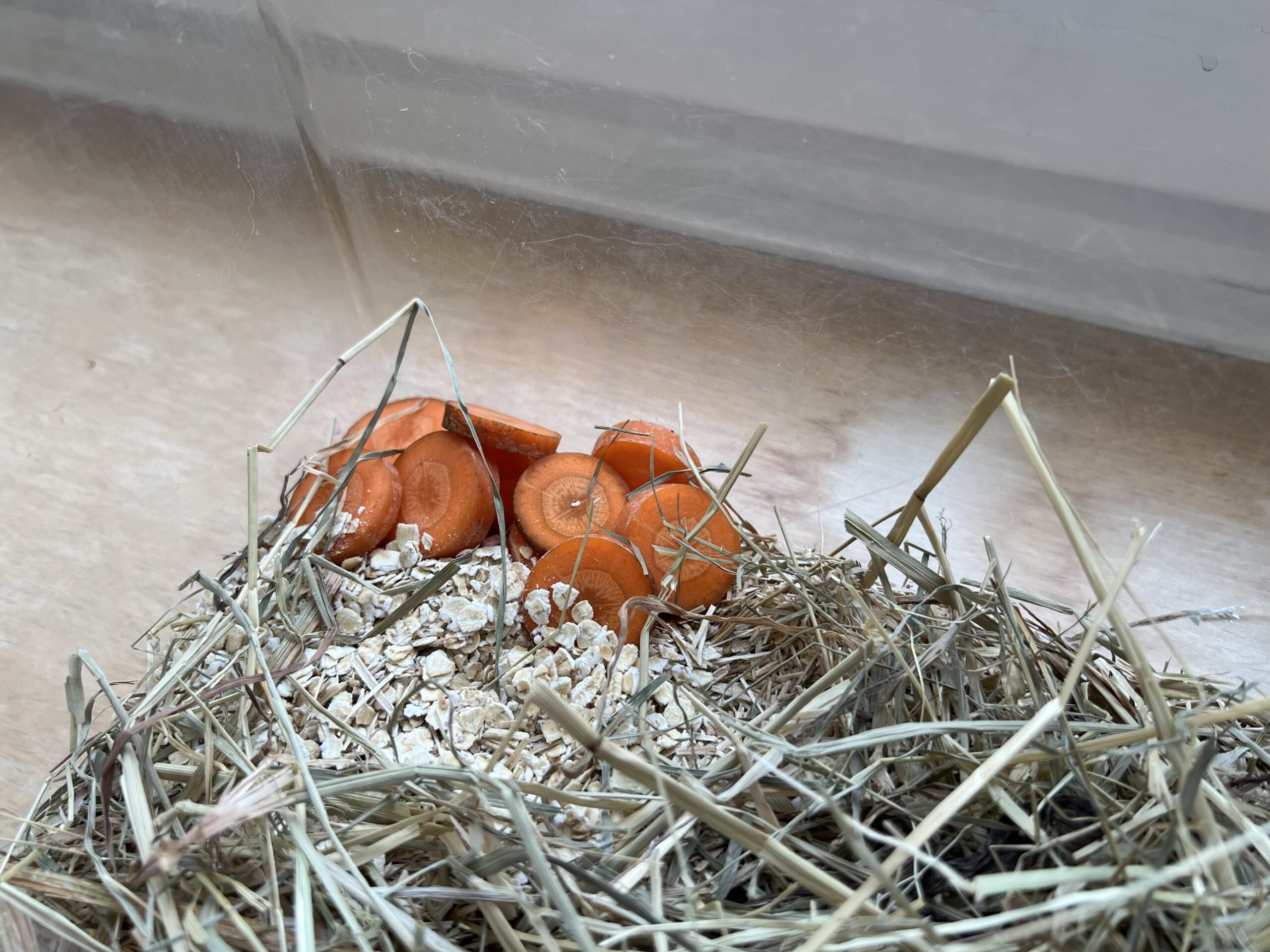 Mehlkäfer auf Futterjagd – Der Start des Experiments