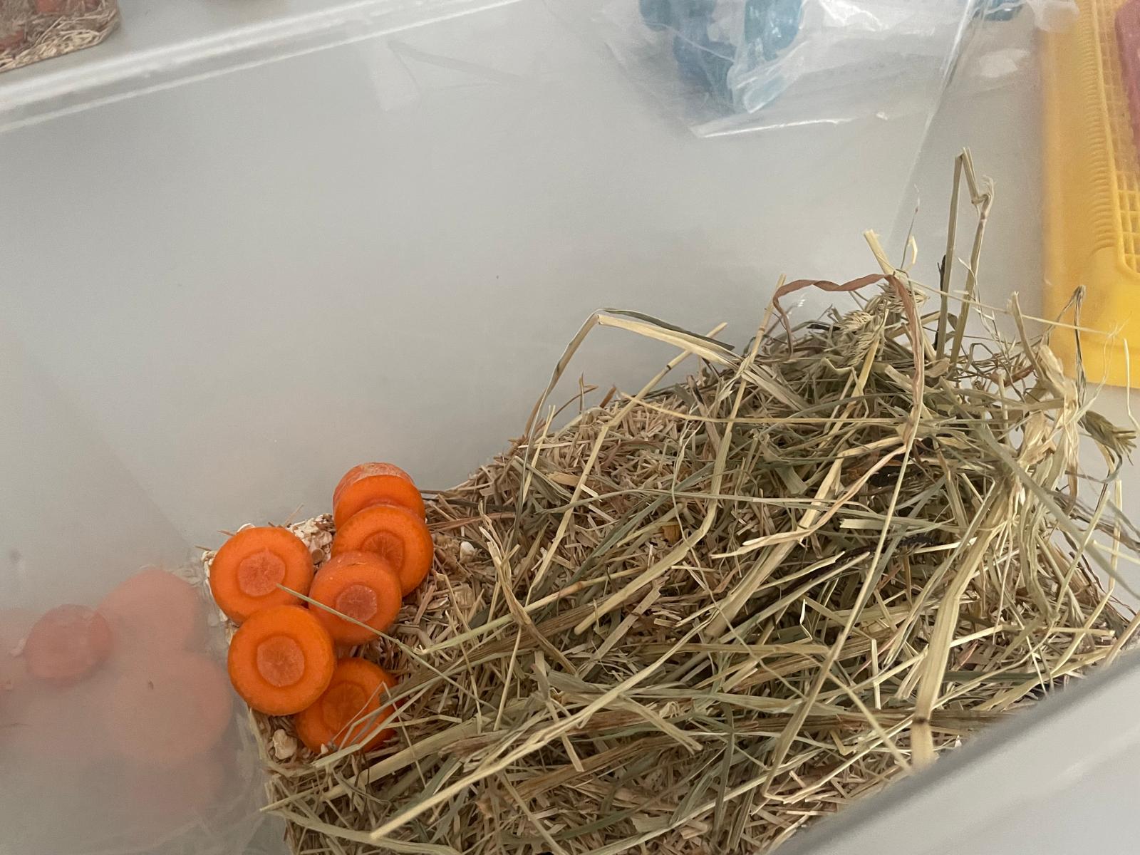 Feststellung- die Mehlkäfer haben ihr Futterplatz gefunden