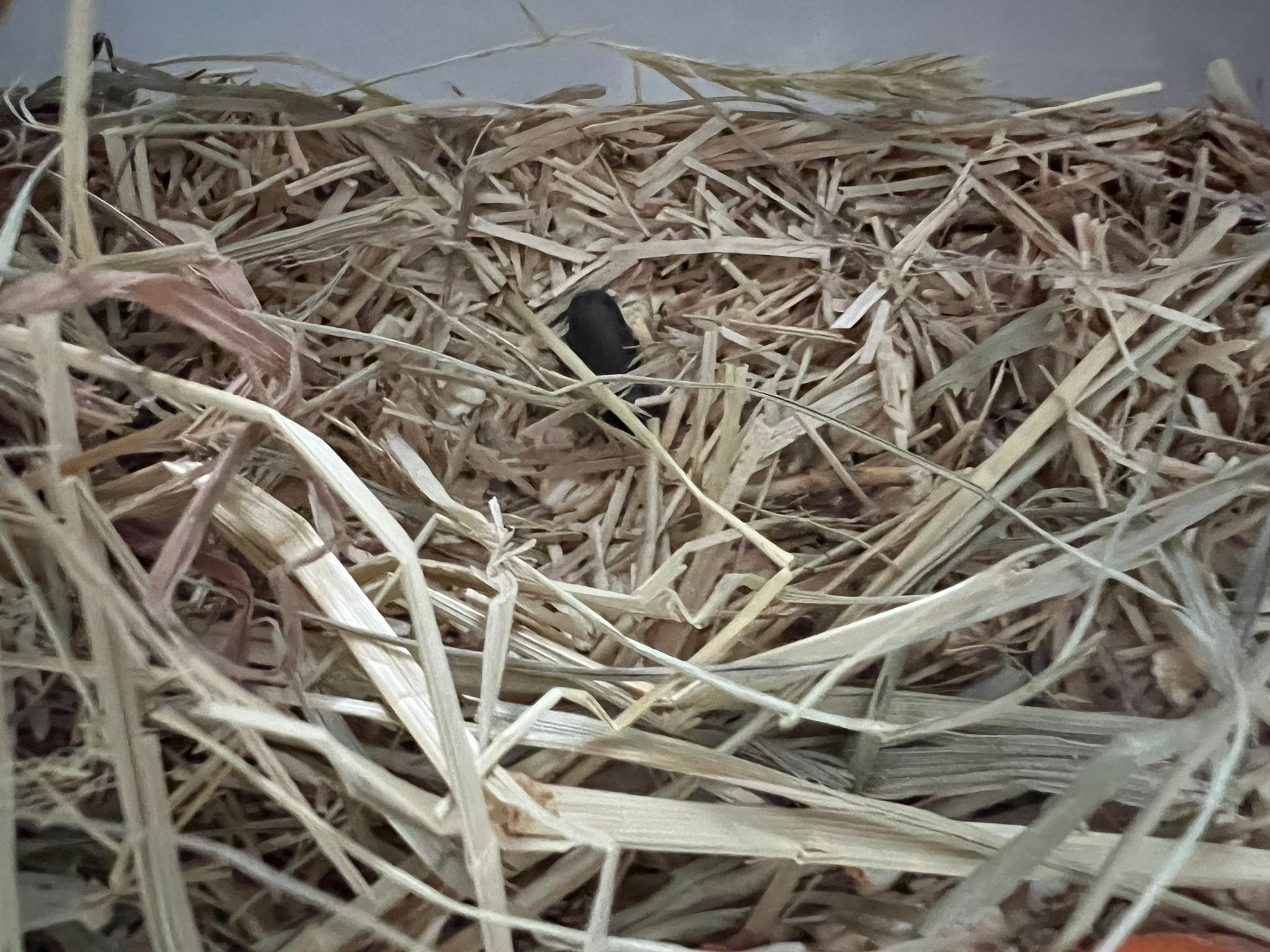 Die ersten Mehlkäfer waren an der Futterstelle zu sehen